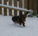 saphira-sno-20093.jpg